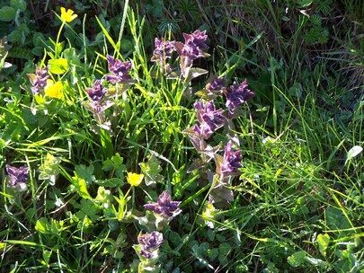 fleurs de montagne