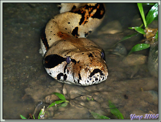 Blog de images-du-pays-des-ours : Images du Pays des Ours (et d'ailleurs ...), Boa constrictor - Hôtel Cariblue - Playa Cocles - Puerto Viejo de Talamanca - Costa Rica