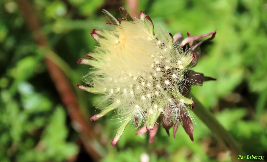 des bébêtes sur nos fleurs  !