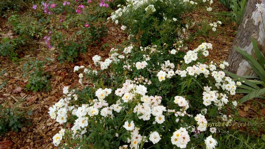 des plantes magnifiques dans mon jardin