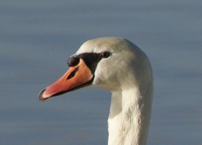 cygne tuberculé2 dommartin ban2