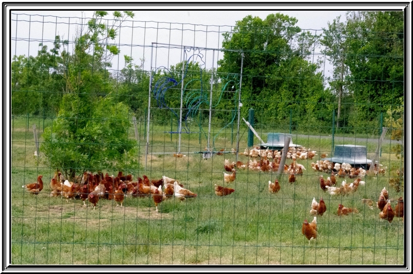 Une balade dans la campagne oléronaise