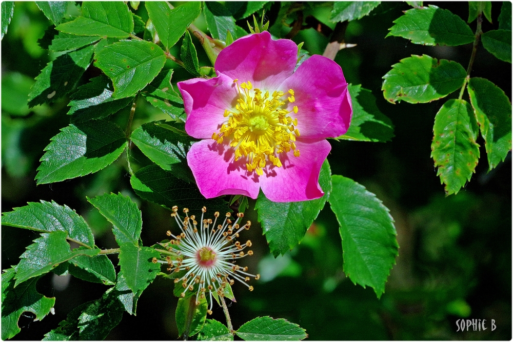 Pourquoi ne pas broyer du rose ?