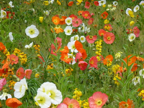 Parc floral de Vincennes