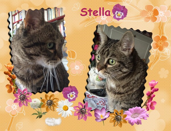 Stella ... une nouvelle étoile