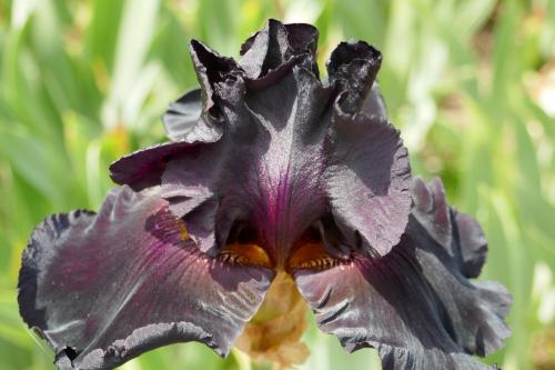 Le cartoscope du lundi 11 septembre 2023