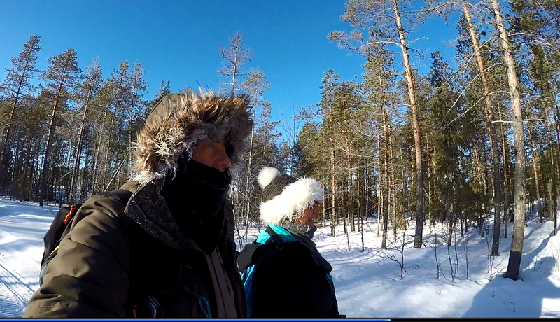 Partir en Laponie par moins 30 degrés avec Décathlon c'est possible -  Eduquer son Siberian husky, chien de traineau