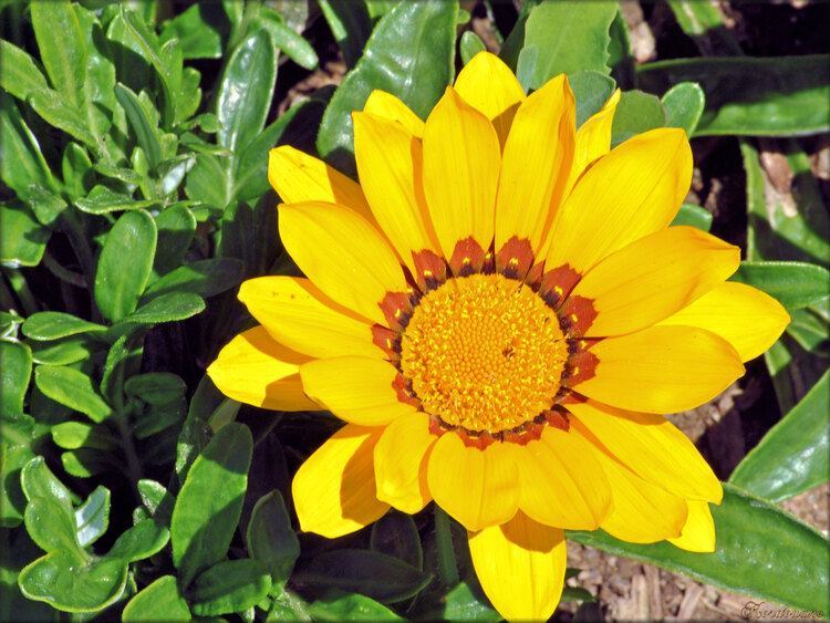 Photos de fleurs (Roseraie des Sables d'Olonne)