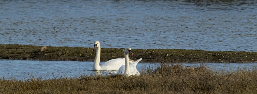 Entre dunes et marais.