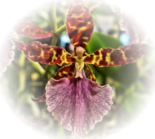 Cœurs d'orchidées