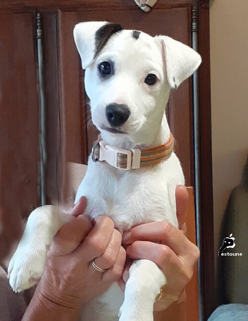 Visite d'un bébé Jack Russel