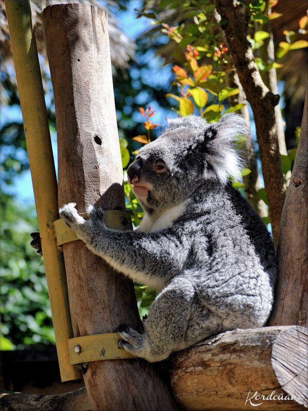 Photos de Koala - Zoo de Beauval