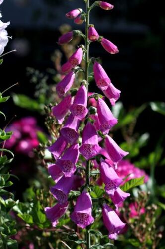 Un jour, une couleur : la vie en mauve et en violet