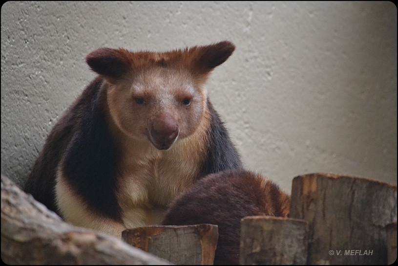 La Ménagerie, Zoo du Jardin des Plantes : Naissance d'un dendrolague de Goodfellow 