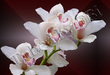 Tube Orchidée blanche et rose