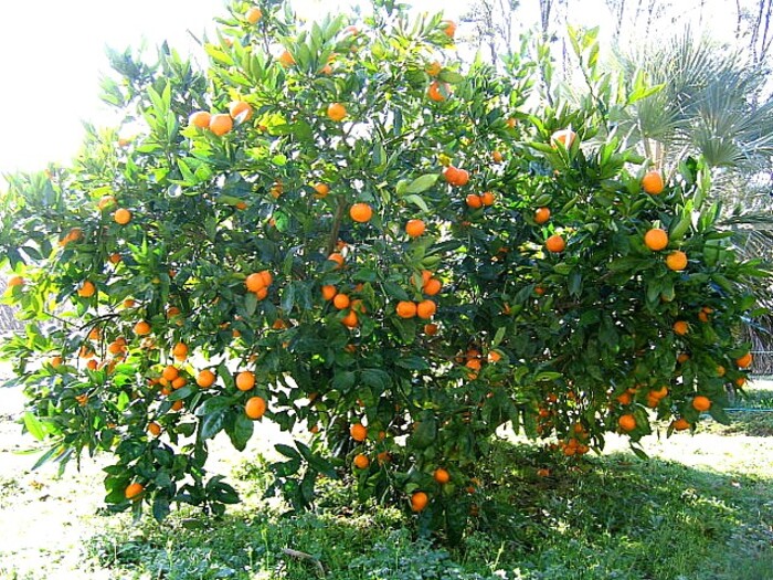 Arbre fruitier : Mandarinier