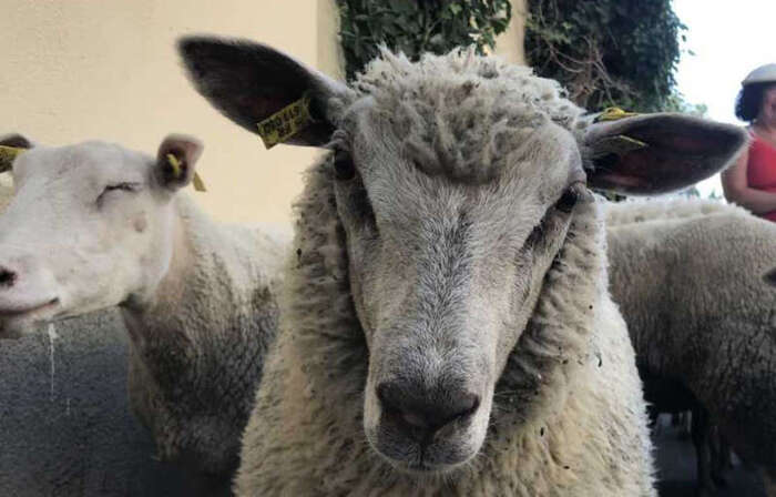 Marseille : Le gérant d'un abattoir clandestin de moutons interpellé