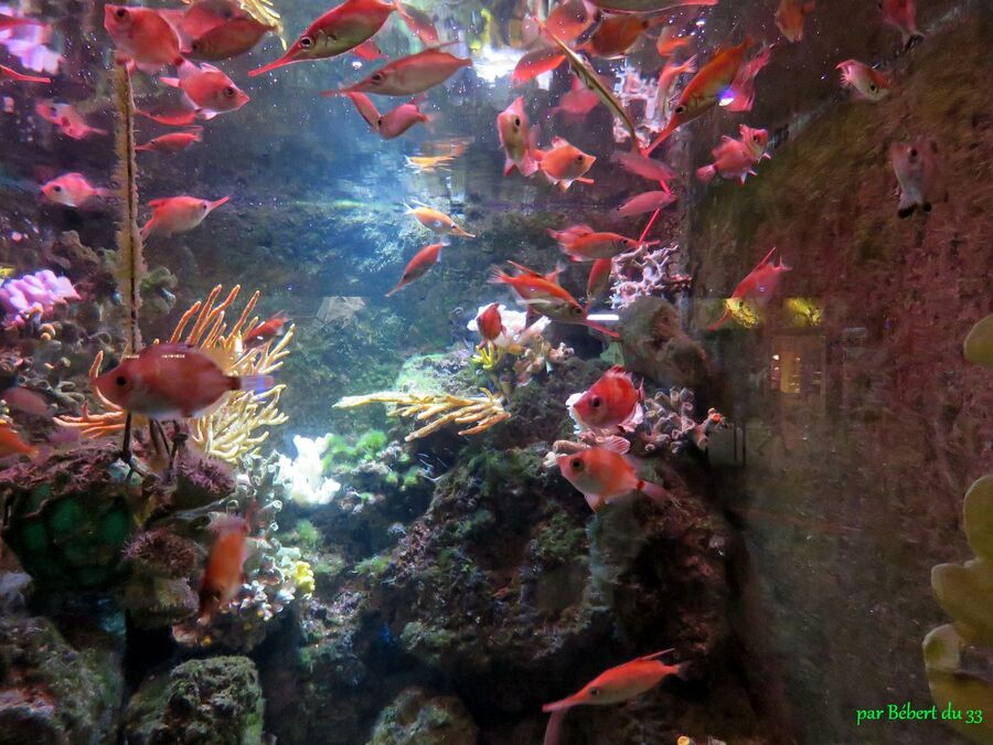 l'aquarium du Croisic (44)