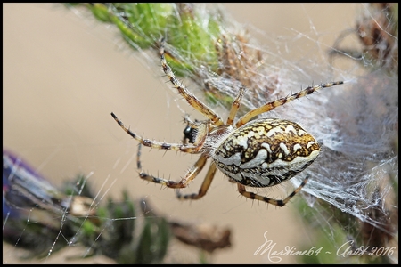 Aranéidés