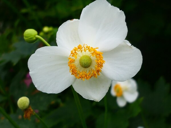 Anemone pretty lady "maria"