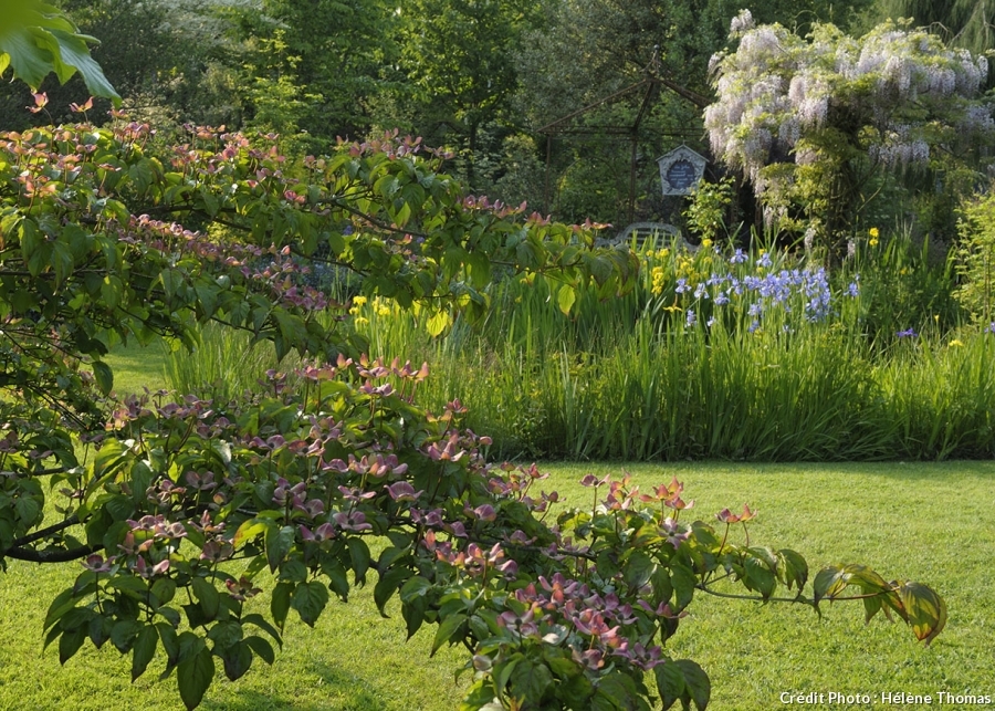 Jardin des Lianes, cornouillers roses