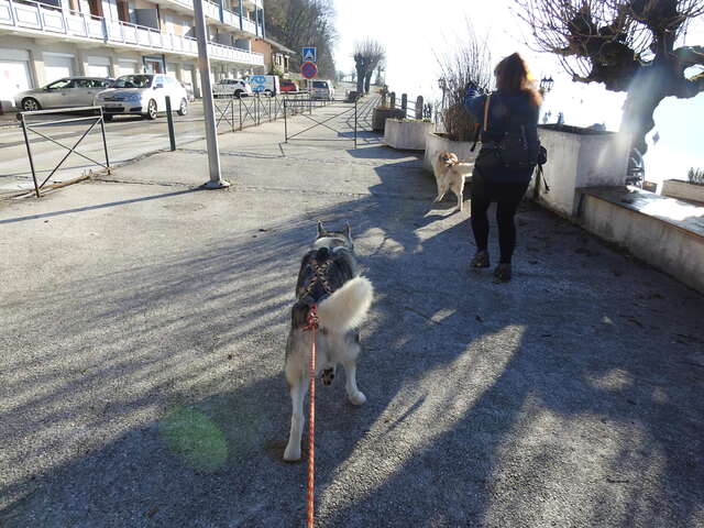 Chiens des glaces à Talloires