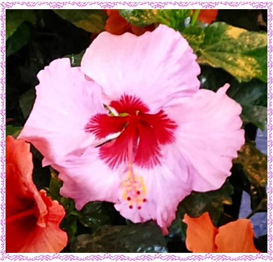 - FLORÉAL AU PORT 2/7 (Réunion)