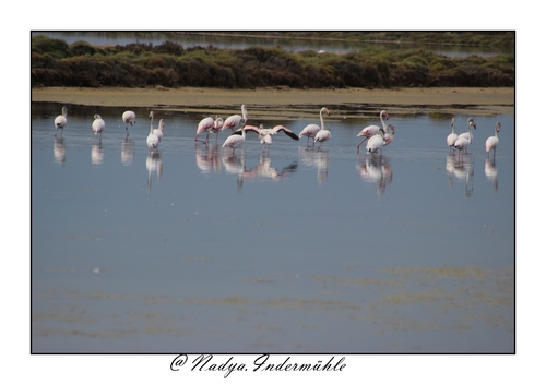 Flamand rose