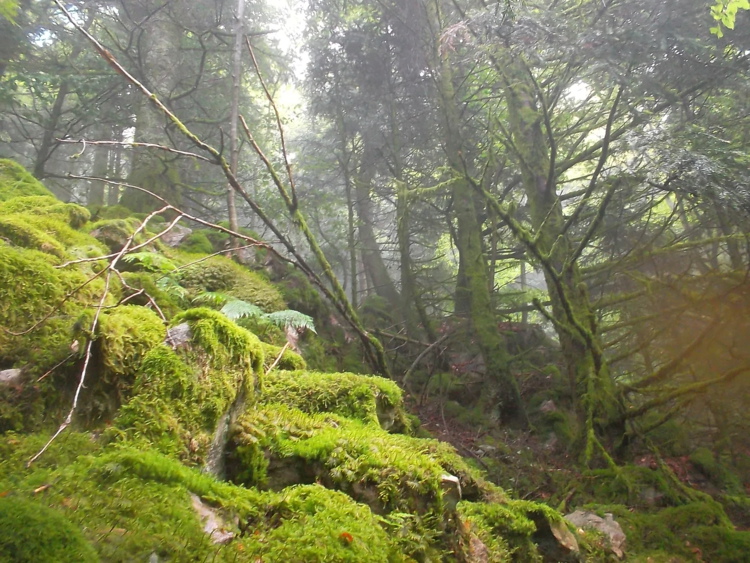 Vosges-la tête des cuveaux/le massif de Fossard