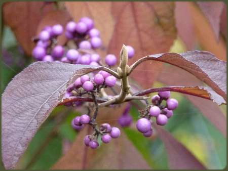 C'est l'automne...