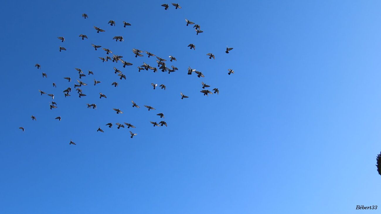 oiseaux à Sauveterre du Béarn