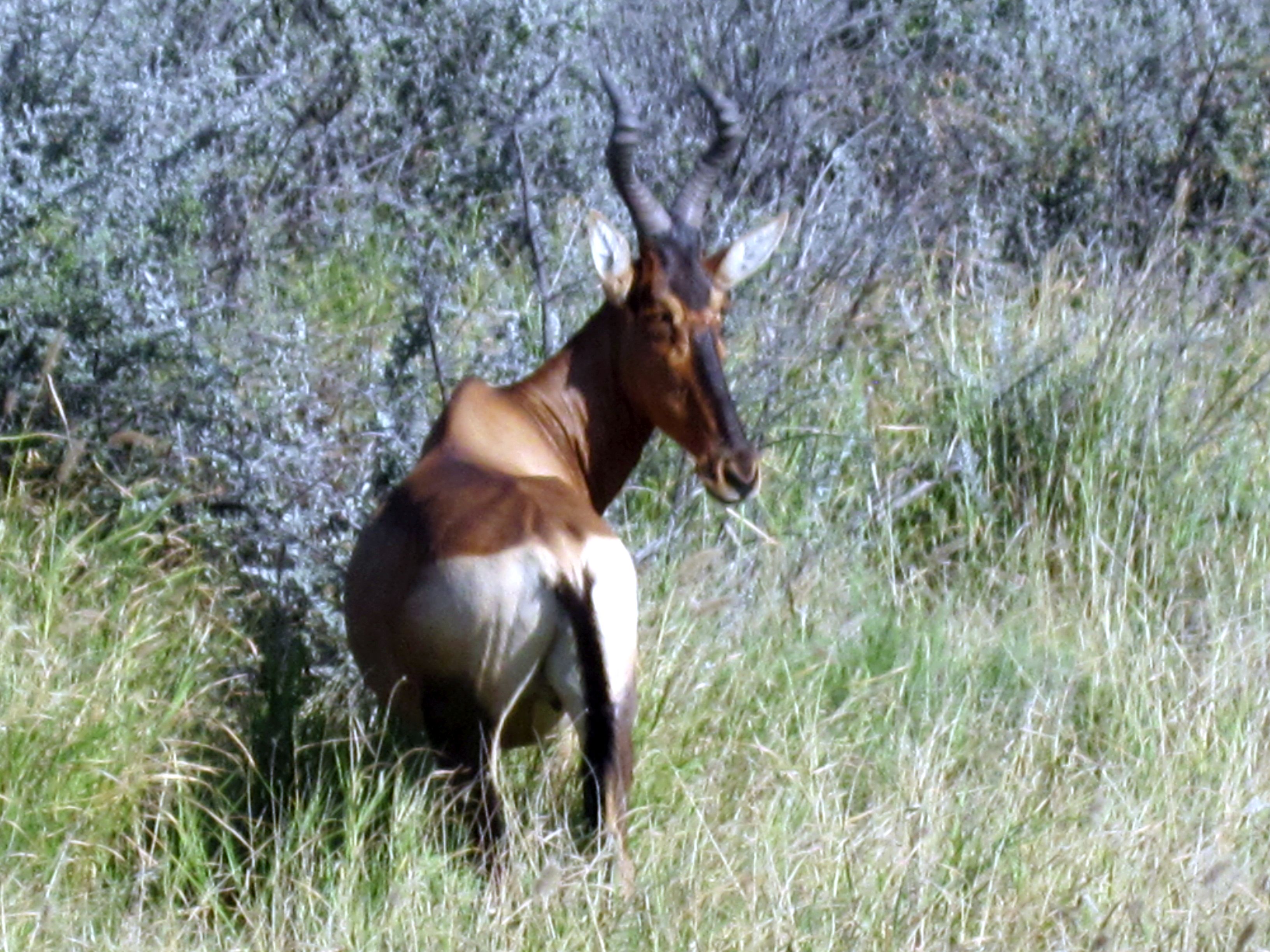 Parc d'Etosha