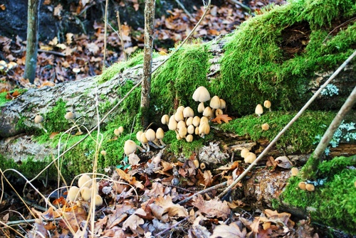 Le temps des champignons