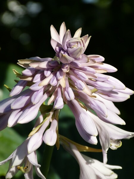 Hosta Empress Wu