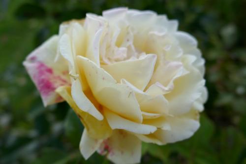 Le cartoscope du samedi 7 mai 2022