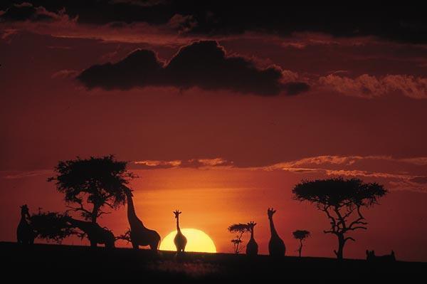 masai-mara