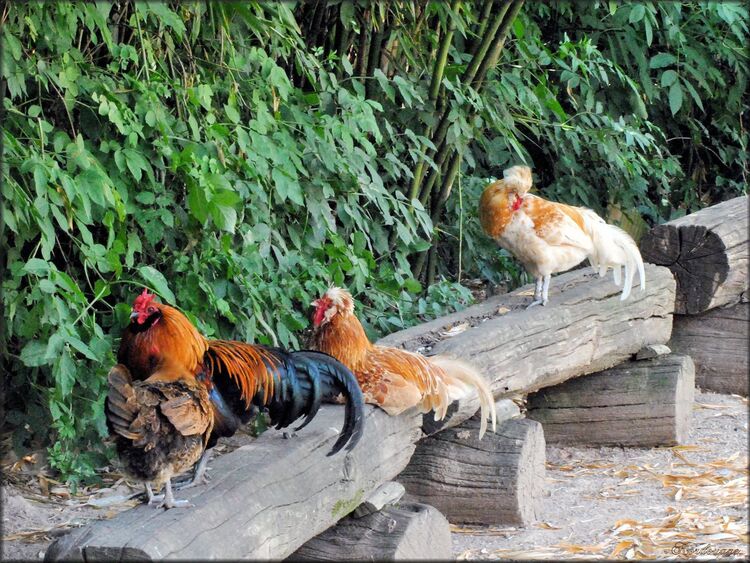 Photo coq et poulettes de la mini ferme