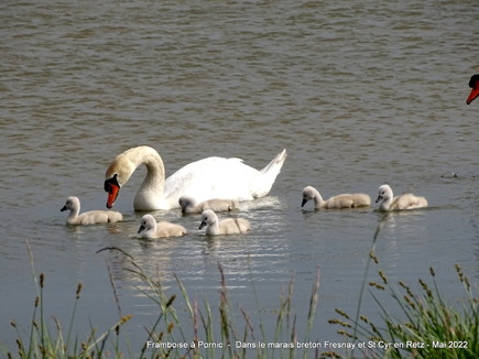 Cygnes et cygneaux dans le marais breton  - Mai 2022