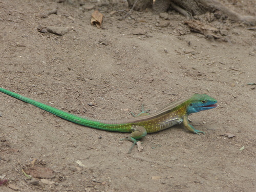 Tayrona, parc national