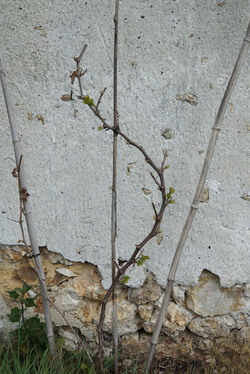 le verger de Saint Remy lès Chevreuse