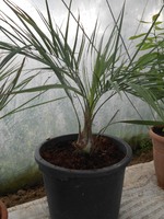 butia catarinensis n°1 (anciennement odorata)