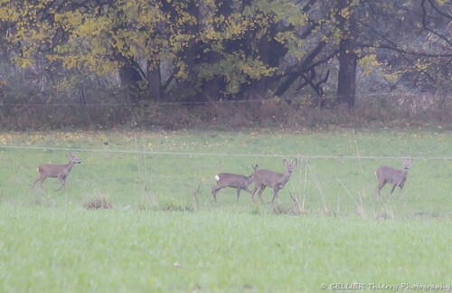 Une approche difficile - Chevreuils - Saint jean de chevelu - Novembre 2018