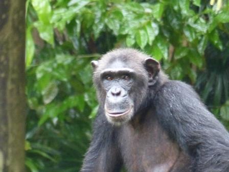 Zoo de Singapour - galerie de portraits