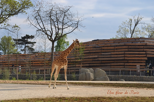 Le Zoo de Vincennes ressuscité