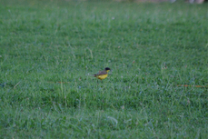 SUCRIER A VENTRE JAUNE?