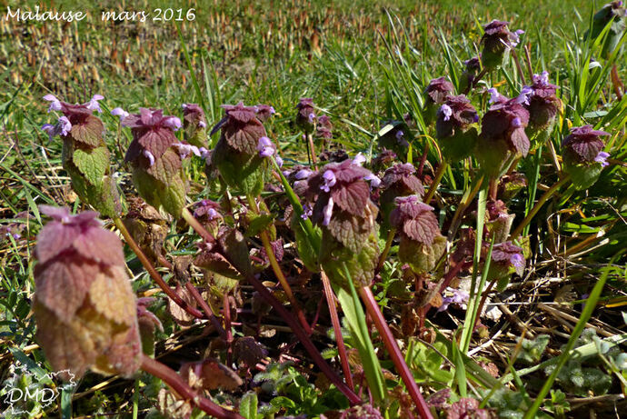 Lamium purpureum - lamier pourpre