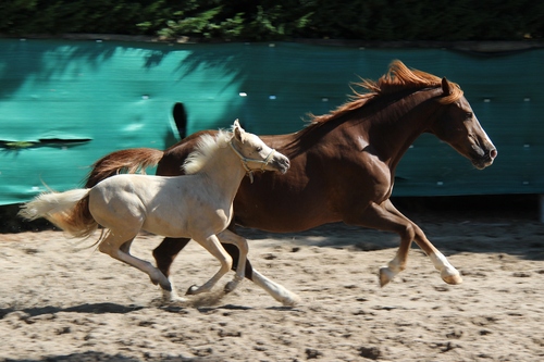 Laurène, Team LMs, équitation,  élevage des Réneries, Sologn' Pony, SHF, Jeunes Poneys,