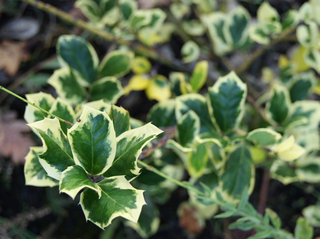 Le rouille du viburnum plicatum Mariesii