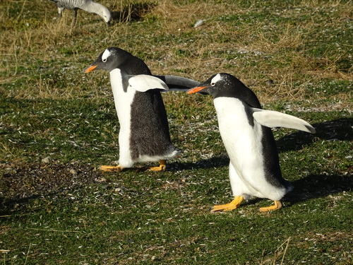 L'île aux pingouins en Terre de Feu en Arzentine (photos)