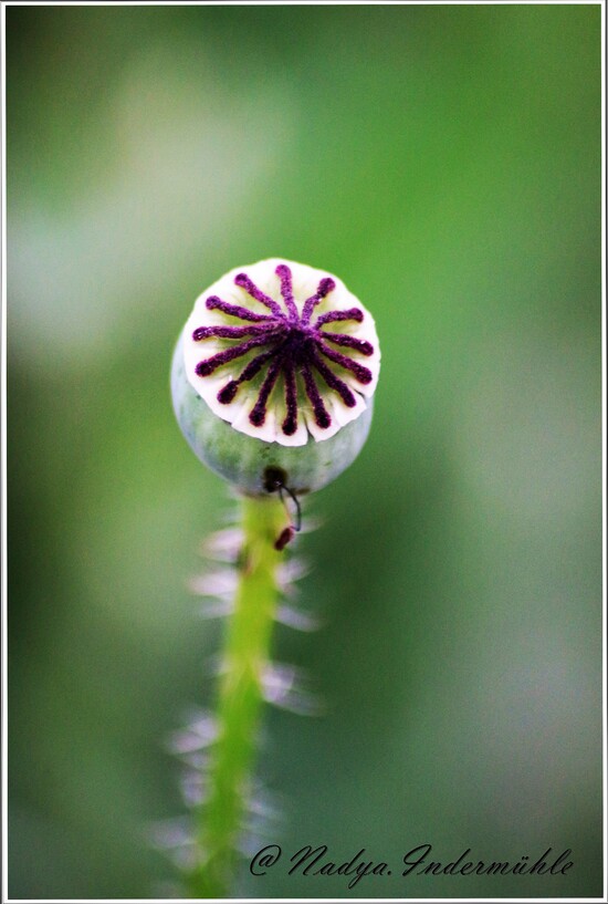 Gentil coquelicot ...